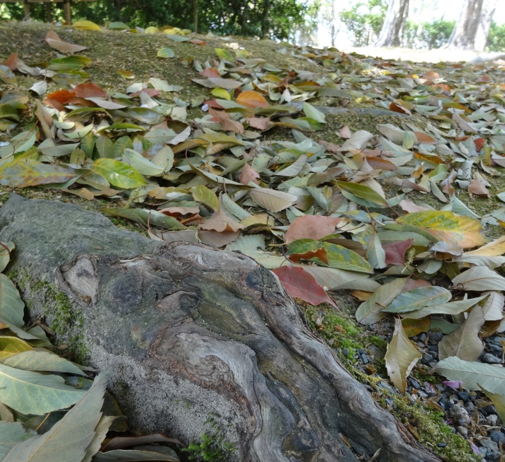 常緑樹について。 スタッフブログ 福山市の外構、エクステリア、庭のデザインと施工なら。ロケーションのある暮らしを。そらやLandscape