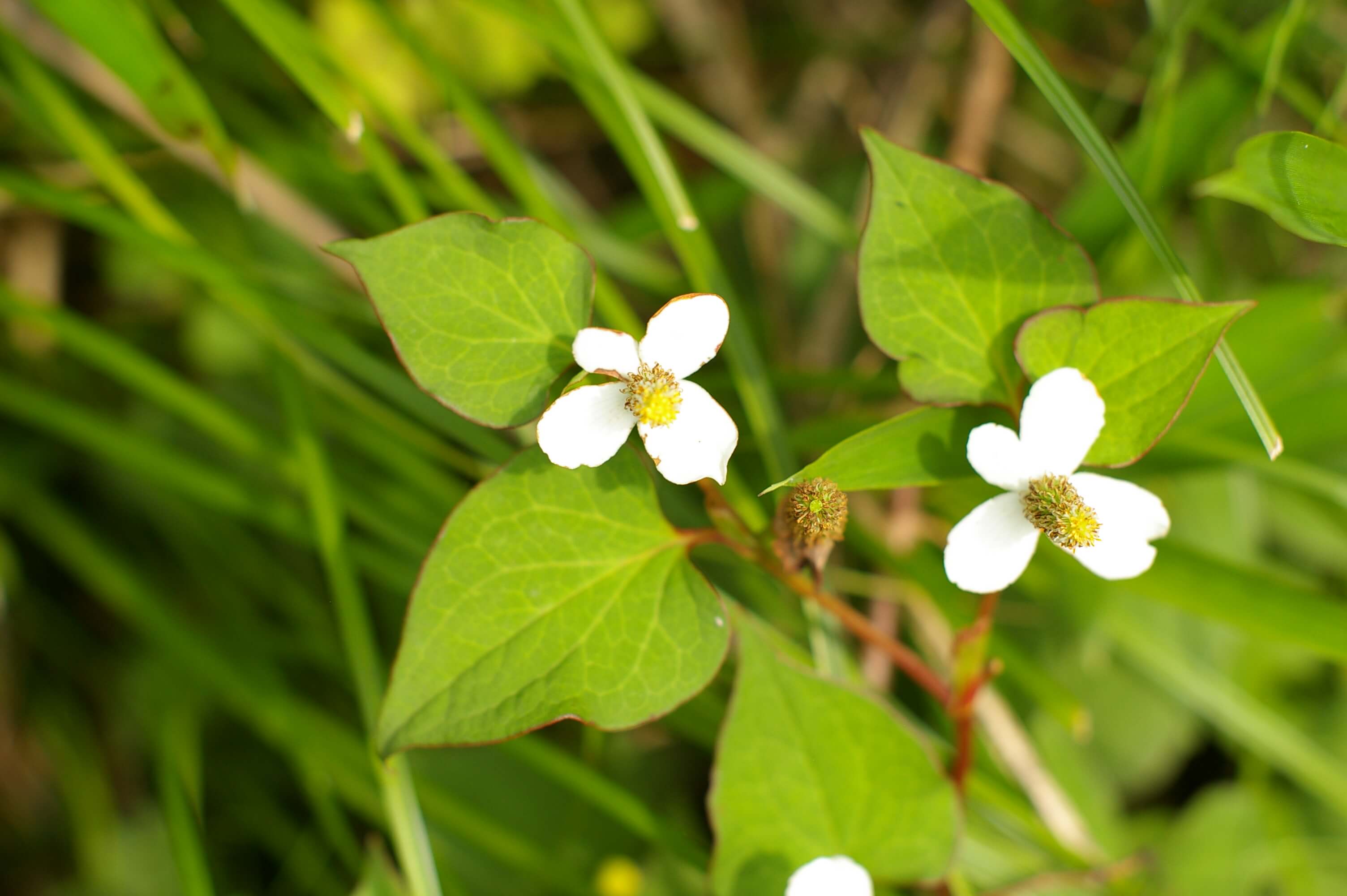 日々雑草 ドクダミ スタッフブログ 福山市の外構 エクステリア 庭のデザインと施工なら ロケーションのある暮らしを そらやlandscape